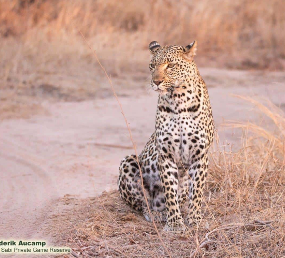 21Frederik Aucamp Kagilia Female Leopard 04 09 2019 2 Final 21Frederik Aucamp Kagilia Female Leopard 04 09 2019 2 Final