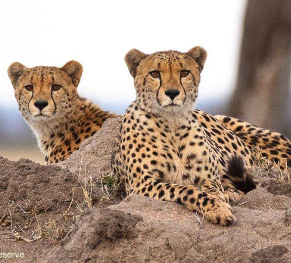 38andries Cheetah 290720 6 Final 38andries Cheetah 290720 6 Final
