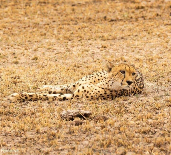 45andries Cheetah 280920 1 Final 45andries Cheetah 280920 1 Final
