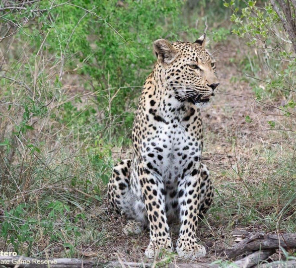 44ronald Mutero Tsumi And Hyena 10112020 9 Final 44ronald Mutero Tsumi And Hyena 10112020 9 Final