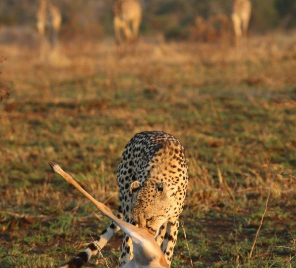 04Ally Ross 20210704 CHeetah Blog 03 Final 04Ally Ross 20210704 CHeetah Blog 03 Final