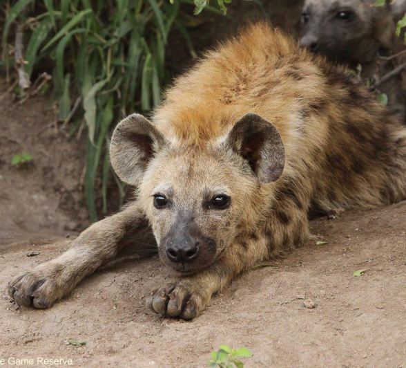 A40Erin Herbst Hyaena 2 121221 Final A40Erin Herbst Hyaena 2 121221 Final