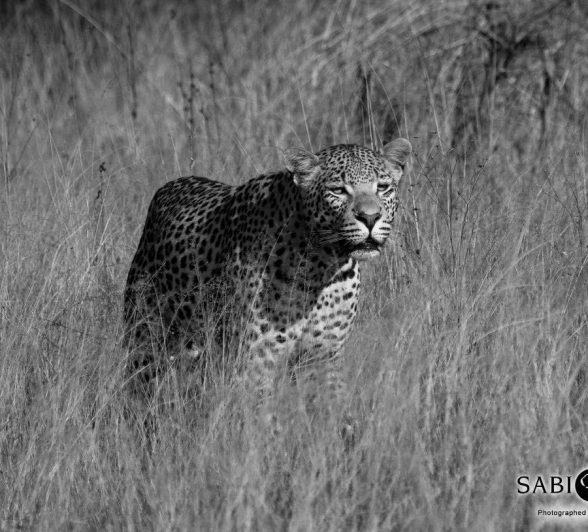 26Kevan Dobbie W Dam Cub 0308.2 Final