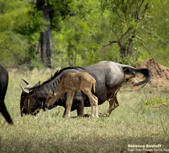 02Rebecca Boshoff Wildebeest Birth 2 10.12.2020 Final 02Rebecca Boshoff Wildebeest Birth 2 10.12.2020 Final