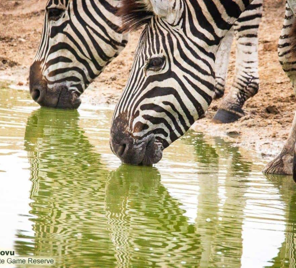 11andries Dazzel.zebra 021120 2 Final 11andries Dazzel.zebra 021120 2 Final