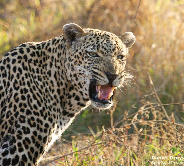 A25Daniel Greyvenstein Male Leopard 120822 FINAL2 A25Daniel Greyvenstein Male Leopard 120822 FINAL2