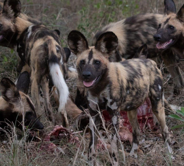 A17Jason Street Wilddog 021222 6. Final