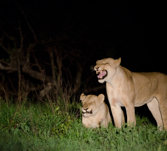 Southern Pride 7 Southern Pride 7