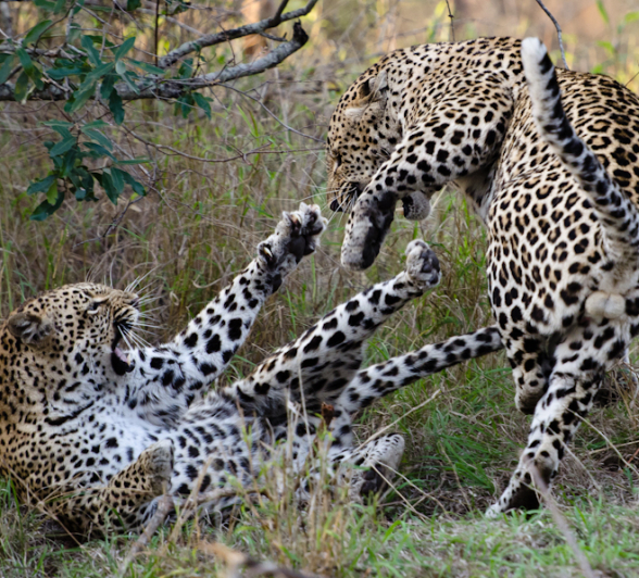 Sabi Sabi Photography 13 Sabi Sabi Photography 13