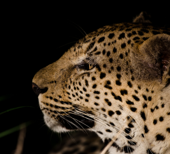 Luxury Safari 3 Luxury Safari 3