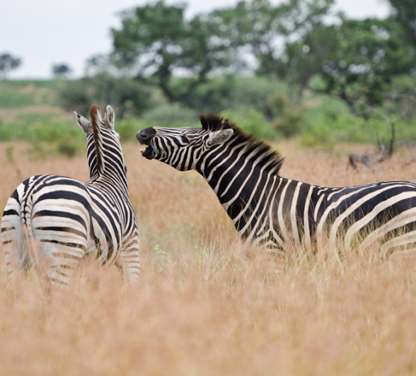 Zebra Fight Zebra Fight