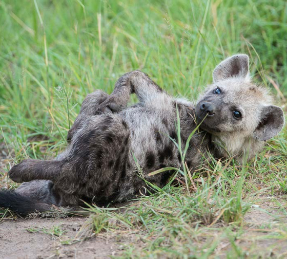 Terry Ennever Hyena Pups2 Terry Ennever Hyena Pups2