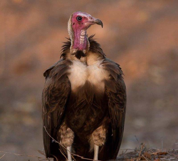 09Franscois Rosslee Vulture1 1 Of 1 09Franscois Rosslee Vulture1 1 Of 1