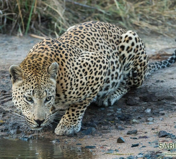 11Terry Ennever Max 24517 1 Final