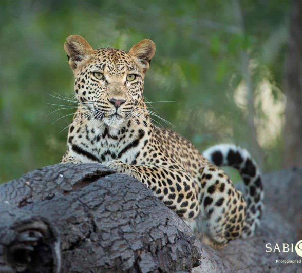 19Terry Ennever Ntsumi 2018425 3 Final