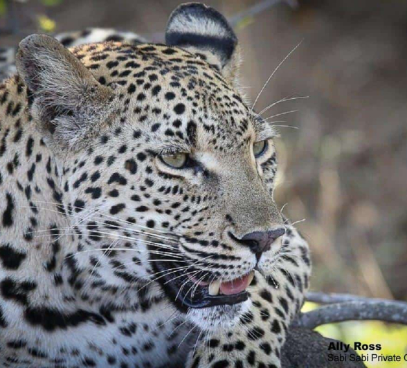 06Ally Ross 20191130 Ntsumi 02 Final 06Ally Ross 20191130 Ntsumi 02 Final