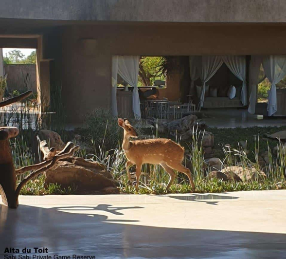 30Alta Du Toit Bushbuck EL Final 30Alta Du Toit Bushbuck EL Final