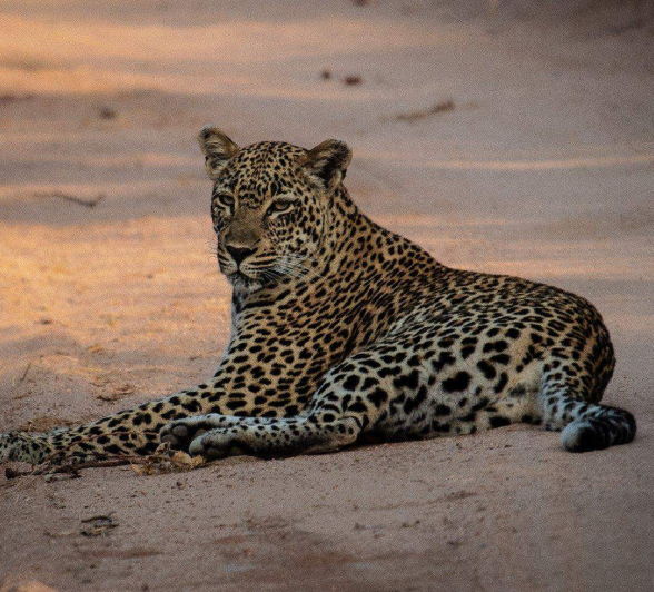 03Dr Michael Bougoulias Scotia 1