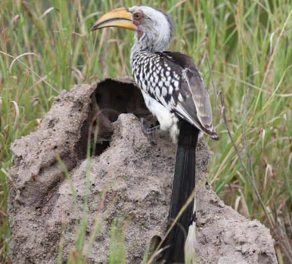 38Louise Murray Hornbill 04042020 Final 38Louise Murray Hornbill 04042020 Final