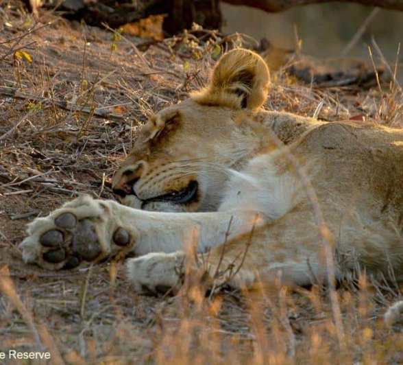 37Amy Roberts Lion SP 050920 Final 37Amy Roberts Lion SP 050920 Final