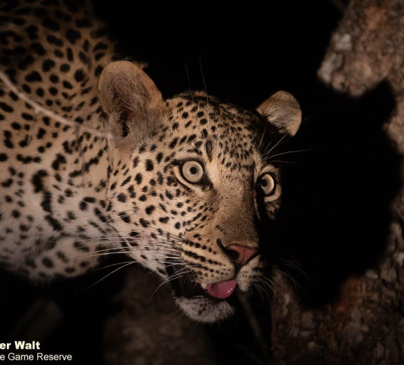 A27Tyron Van Der Walt Ngumi 260921 2 Final A27Tyron Van Der Walt Ngumi 260921 2 Final