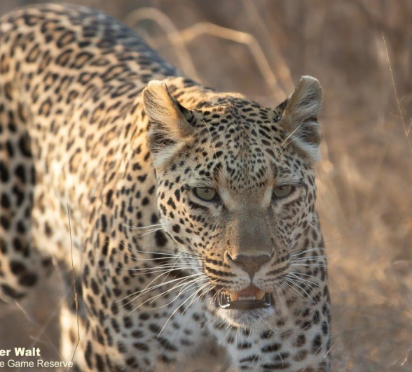 A28Tyron Van Der Walt Ntsumi 240921 Final A28Tyron Van Der Walt Ntsumi 240921 Final