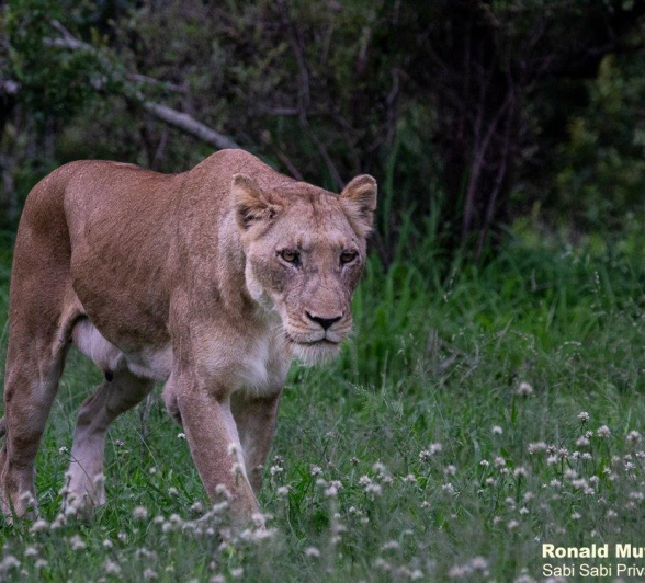 A04ronald Mutero Stix 08122021 Final A04ronald Mutero Stix 08122021 Final