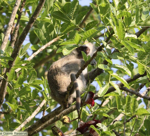 B06Erin Herbst Vervet Monkey 11 031121 Final B06Erin Herbst Vervet Monkey 11 031121 Final