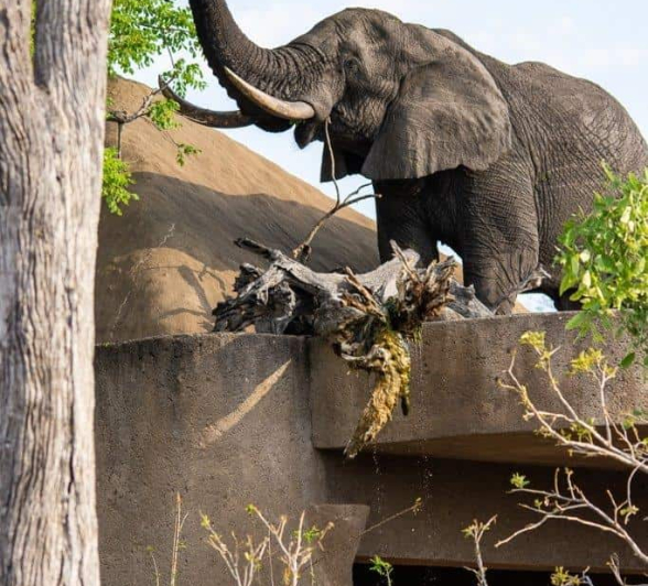 14Kerry Lee Roberg Roof Elephant.1 Final