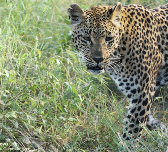 20andries Leopard.ntsumicub 240321 1 Final 20andries Leopard.ntsumicub 240321 1 Final