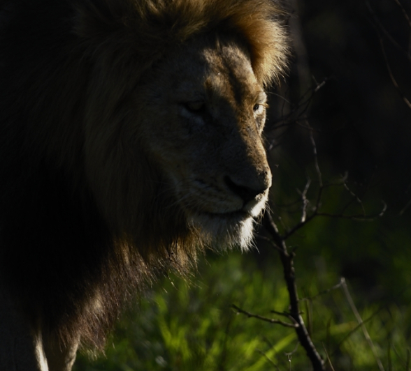 Male Lion At Night