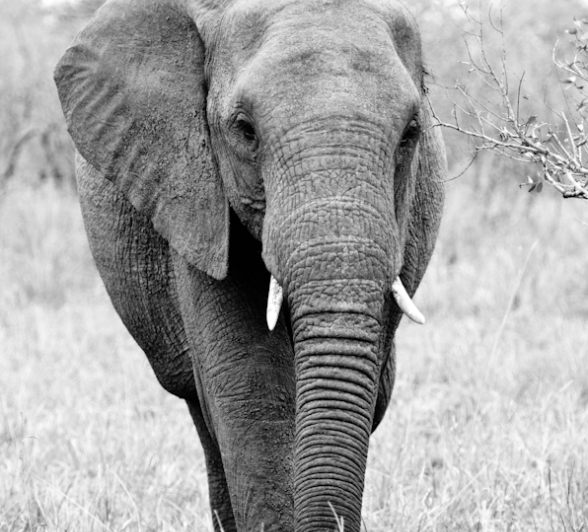 Sabi Sabi Photography 22 Sabi Sabi Photography 22