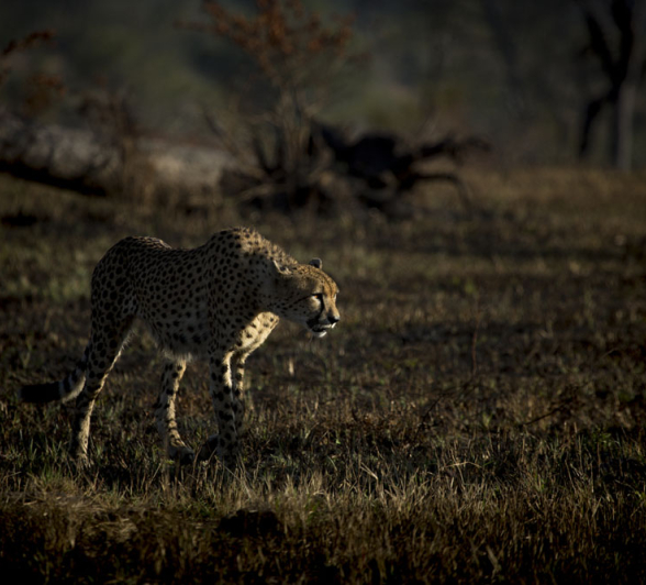 Cheetah 1 Cheetah 1
