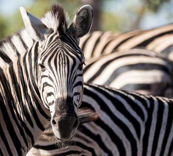 06Sheldon Hooper Zebra 3 06Sheldon Hooper Zebra 3