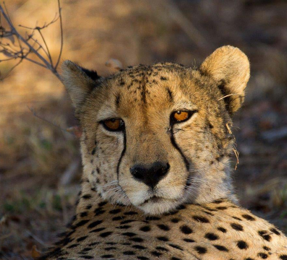 15Franscois Rosslee Cheetah1 1 15Franscois Rosslee Cheetah1 1