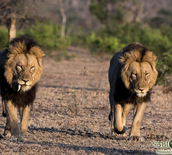 07Sheldon Hooper Lions Final