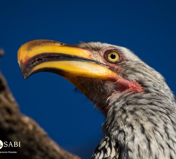 36Franscois Rosslee Hornbill 1 Of 1 Final 36Franscois Rosslee Hornbill 1 Of 1 Final