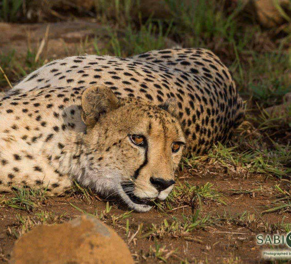 11Franscois Rosslee Cheetah 02022018 Final 11Franscois Rosslee Cheetah 02022018 Final