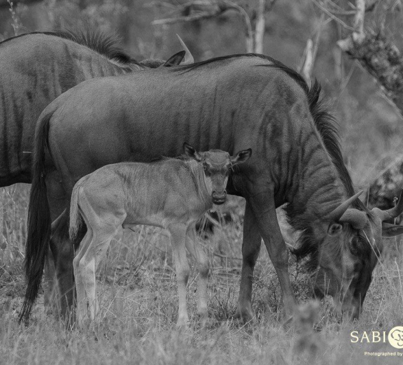 04Kevan Dobbie Wildebeest Calf 231218 Bw Final 04Kevan Dobbie Wildebeest Calf 231218 Bw Final
