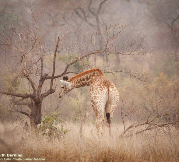04Ruth Berning Giraffe 02102020 1 Final 04Ruth Berning Giraffe 02102020 1 Final