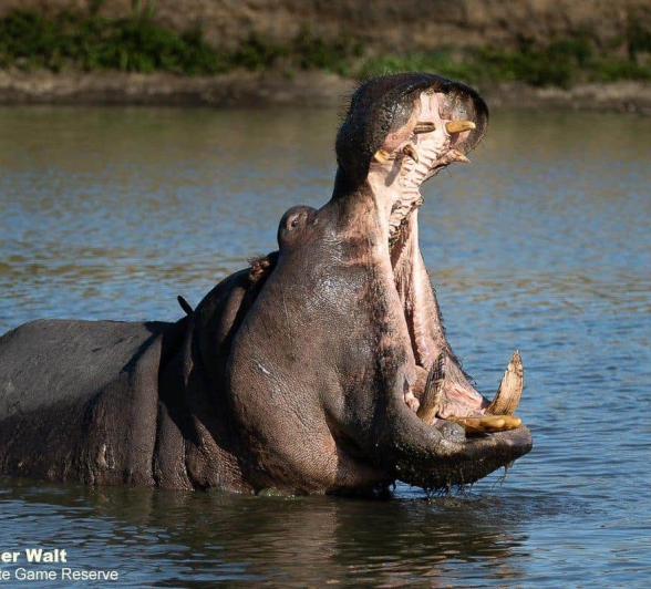 04Tyron Van Der Walt Hippo 291020 1 Final