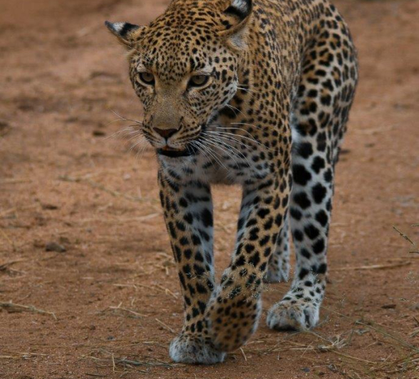 18Ally Ross 20210324 Kegilia 02  Final 18Ally Ross 20210324 Kegilia 02  Final