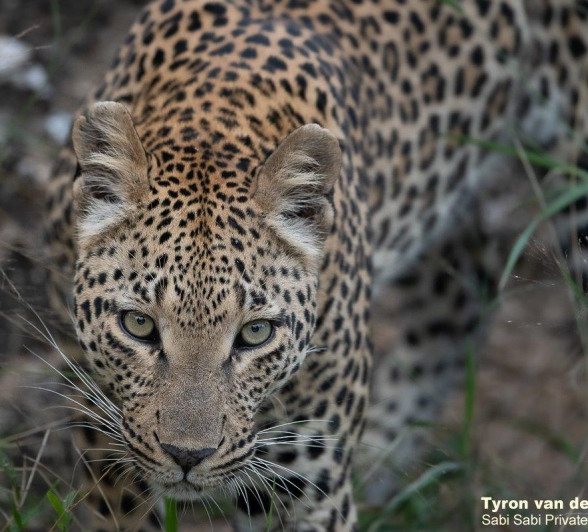 17Tyron Van Der Walt Ntsumi Cub 060521 5 Final