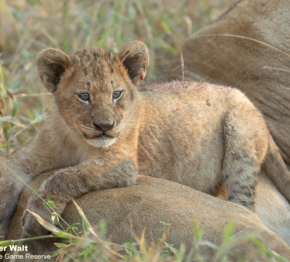 23Tyron Van Der Walt Styx Cubs 170621 2 Final 23Tyron Van Der Walt Styx Cubs 170621 2 Final