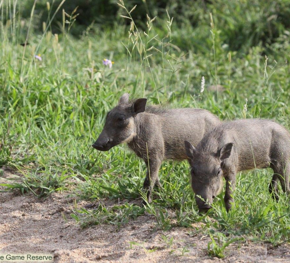 A14Erin Herbst Warthog 2 131221 Final A14Erin Herbst Warthog 2 131221 Final