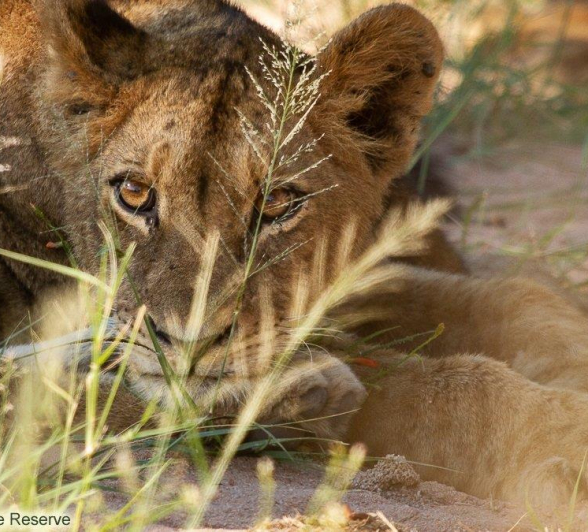 A03Amy Leigh Lion Styx 1 110222 Final