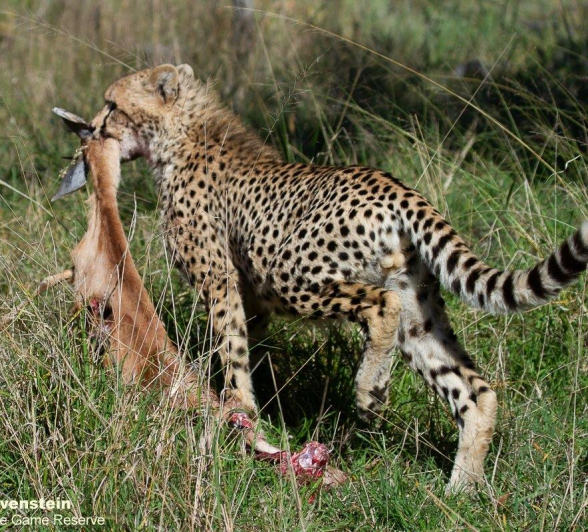 A02Daniel Greyvenstein Cheetah And Cub 140622 4 Final A02Daniel Greyvenstein Cheetah And Cub 140622 4 Final