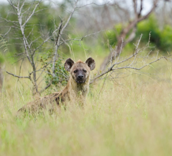Nervous Hyena Nervous Hyena