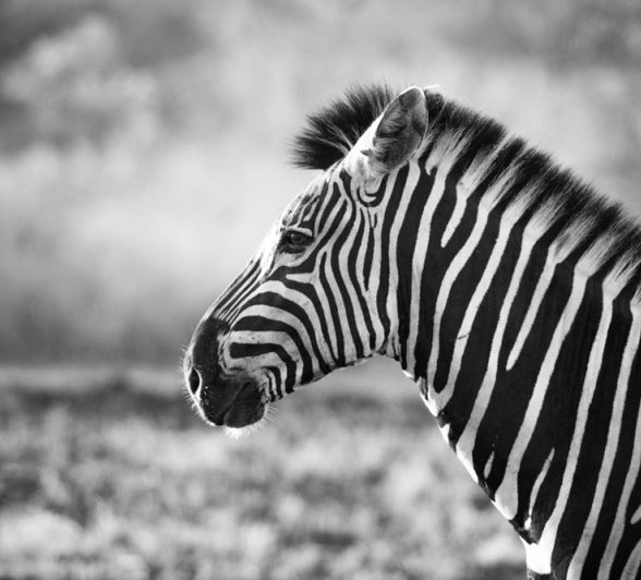 Zebra Male BW Zebra Male BW