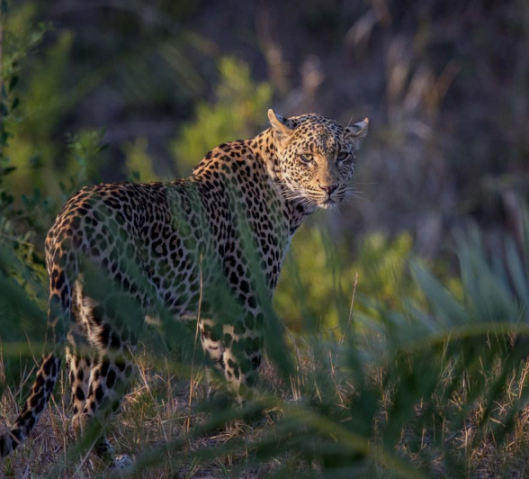 15Pravir Patel Leopard01 15Pravir Patel Leopard01